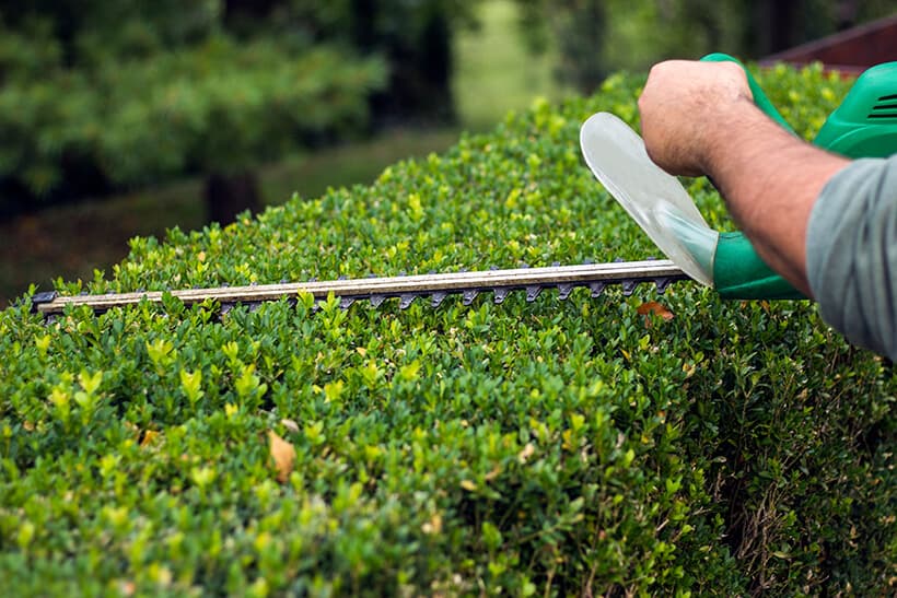 Hedge trimming and shaping