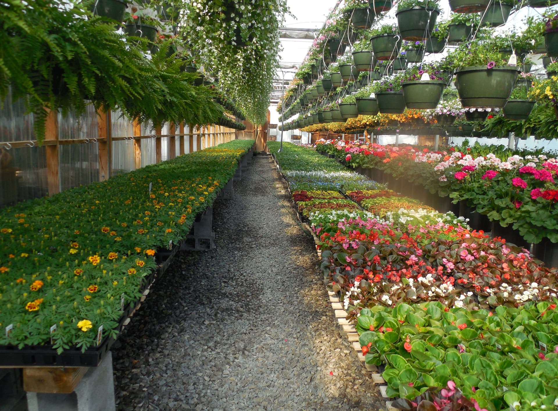 Tree and shrub planting and maintenance